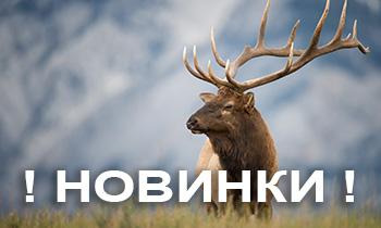 Панты марала